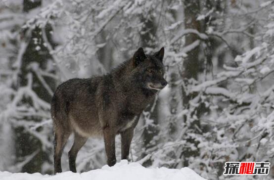 佛罗里达黑狼真的灭绝?最后一只狼崽1917年被人类击毙