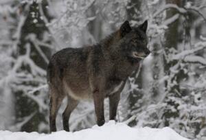 佛罗里达黑狼真的灭绝?最后一只狼崽1917年被人类击毙