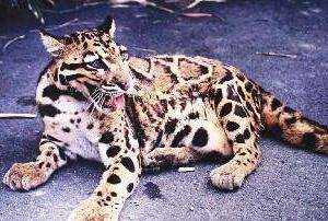 台湾最大野生动物，台湾云豹被证实已灭绝(人类过度捕杀)
