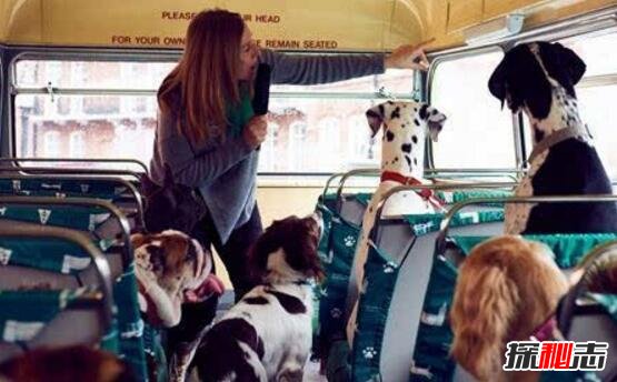 世界首辆狗狗观光巴士，英国K9号巴士(带上狗说走就走)