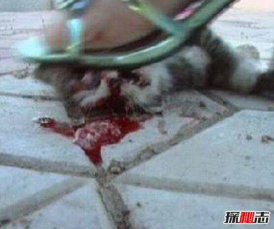 高跟鞋虐猫事件视频，实则商家为获利故意虐猫致死