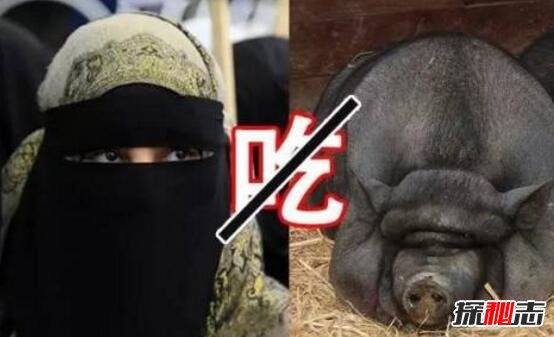 穆斯林为什么不吃猪肉，伊斯兰教规定不能吃(内心讨厌猪)