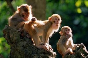 美国猴子案件，禁止讲授人是低等动物进化来的引发争议