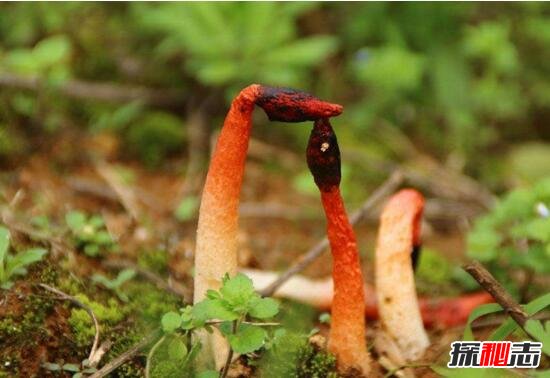 红鬼笔又叫做鸡屎菌，外形长得像鸡鸡男人吃了能壮阳