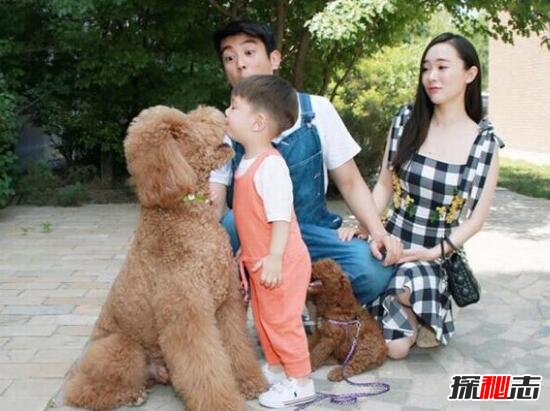 世界上最聪明贵宾犬巨型泰迪，身材魁梧温顺/曾售价600万