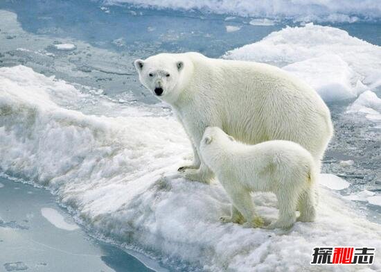 冬眠动物有哪些，盘点世界十大冬眠动物(北极熊竟也冬眠)