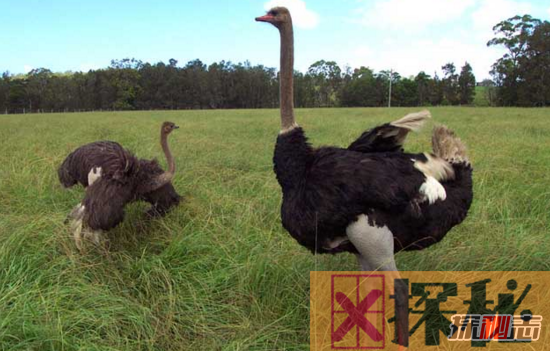 史上最凶残鸟巨型恐怖鸟，高3米重200斤(巨爪可踩死人)