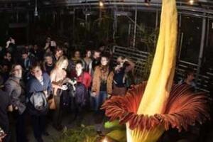 世界上最大的花，尸香魔芋花(保护尸体不腐烂/最臭的花)