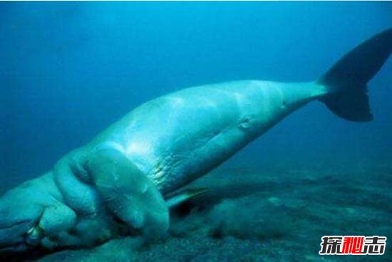 深海千年美人鱼儒艮，儒艮为什么叫美人鱼(美人鱼的原型)