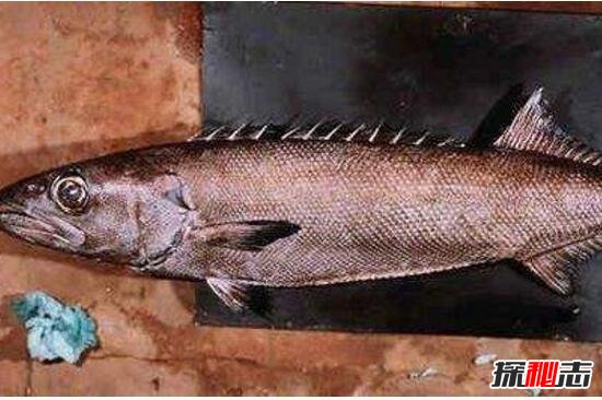 最常见的棘鳞蛇鲭油鱼，让你疼痛腹泻的毒鱼(你肯定吃过)