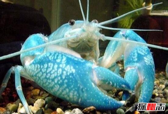 美国天空蓝魔虾，水质含铜产生纯蓝色变异品种(观赏虾)