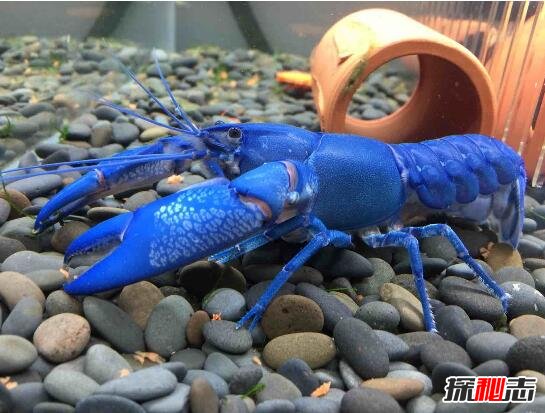 美国天空蓝魔虾，水质含铜产生纯蓝色变异品种(观赏虾)