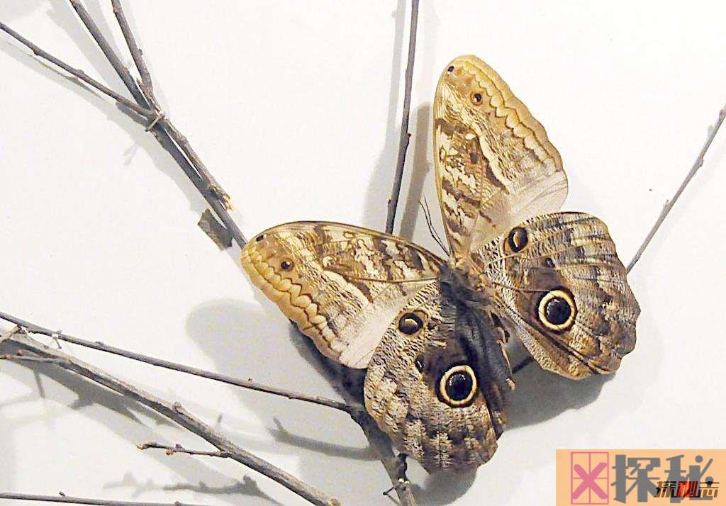 世界上最稀有七种蝴蝶：光明女神标本36万,第一雌雄同体