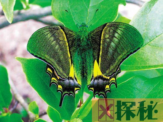 世界上最稀有七种蝴蝶：光明女神标本36万,第一雌雄同体