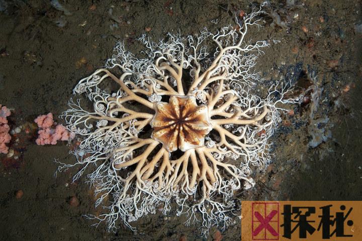 深海1万米巨型生物之谜,大多都吃垃圾(附20张深海奇特生物)