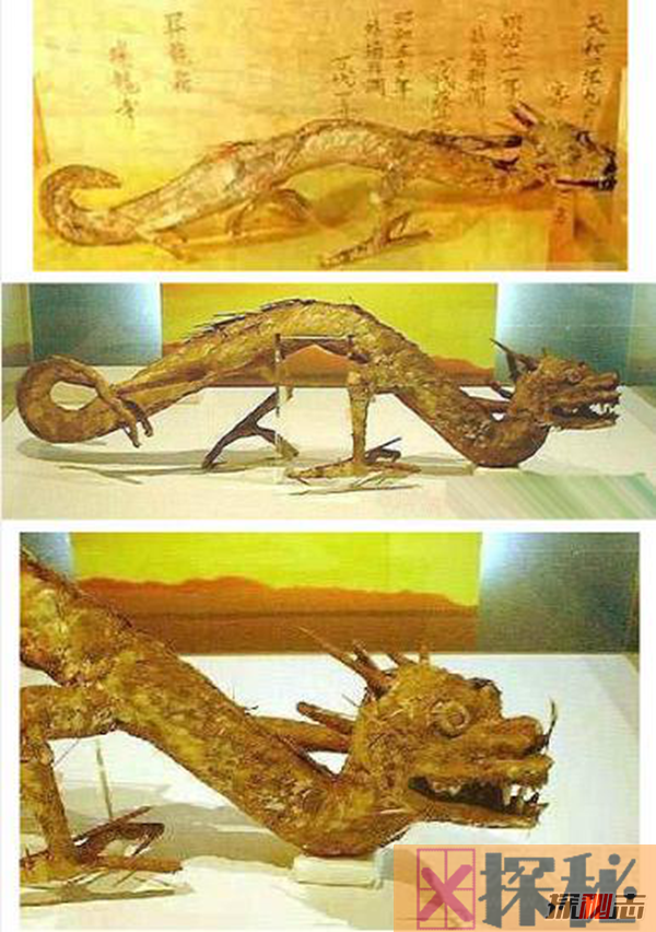 昆仑山冰封的真龙,日本竟收藏了中国真龙标本