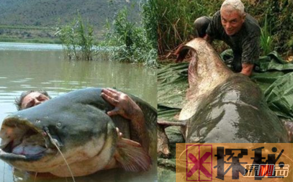 世界上最大的食人鱼:黄金猛鱼(体长133厘米重50千克)