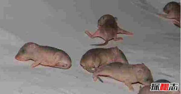 女孩怀孕生20只老鼠真相揭秘 人和老鼠可以孕育生命吗