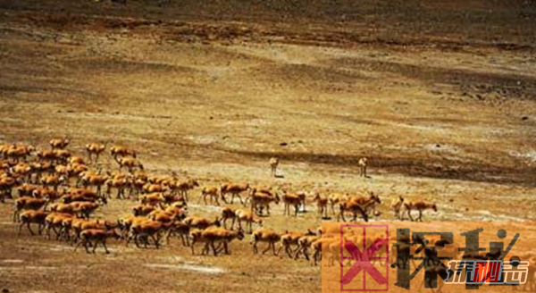 藏羚羊迁徙之谜，藏羚羊为什么要迁徙(躲避地质灾害)