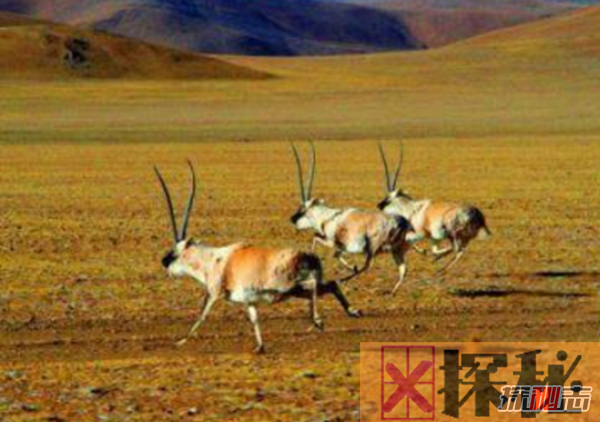 藏羚羊迁徙之谜，藏羚羊为什么要迁徙(躲避地质灾害)