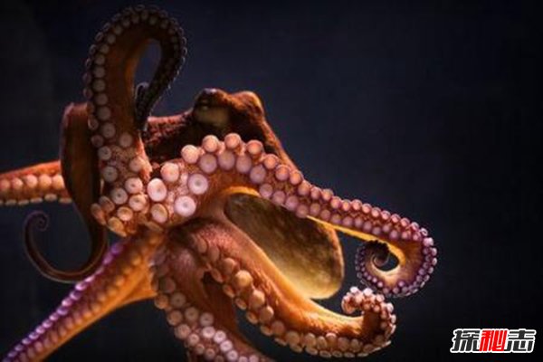 章鱼会进化出文明吗,章鱼将会建立自己的帝国