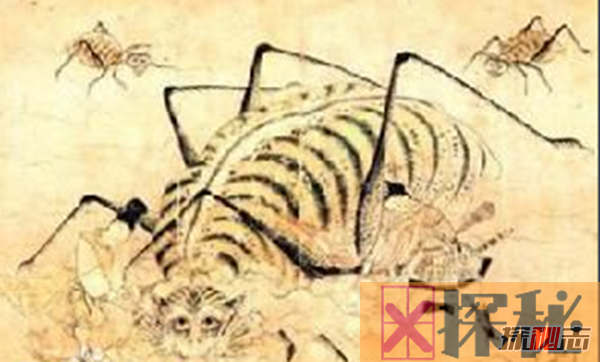 中国古代神兽山蜘蛛,性格残暴体型庞大(蛛丝能止血)
