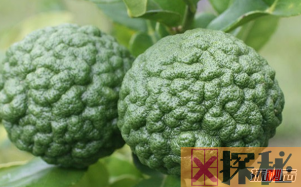惊呆!世界上最奇怪的十种水果,库普阿苏以独特香气而闻名