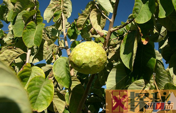 惊呆!世界上最奇怪的十种水果,库普阿苏以独特香气而闻名