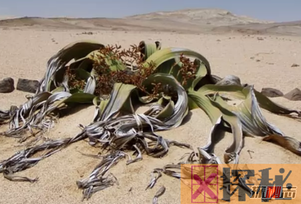 沙漠植物有哪些?盘点沙漠十大最耐旱的植物