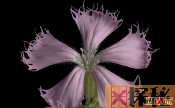 什么花最罕见?盘点世界上十大最罕见之花(附图片)