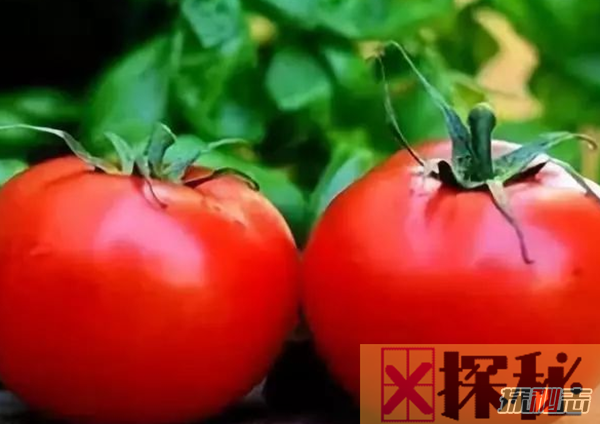 最大的西红柿有多少斤?揭秘世界上最大的西红柿(附图)