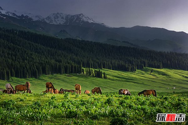 世界四大著名草原：3个来自中国第1天然牧场