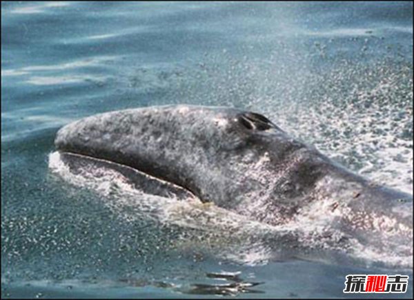 鬼鲸是什么鲸鱼？为什么被称为鬼鲸