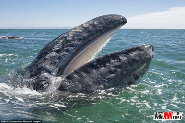 鬼鲸是什么鲸鱼？为什么被称为鬼鲸