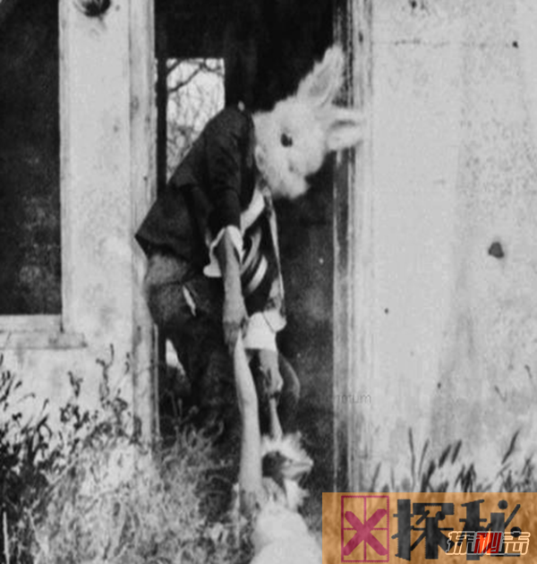 美国兔人杀人是真的吗?美国恐怖兔人图片曝光