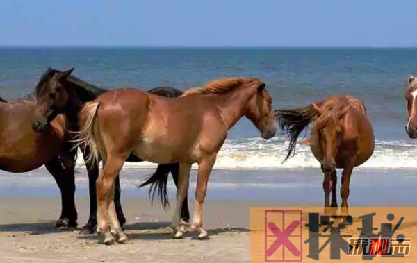 世界十大最受欢迎的马种,微型马寿命长达50年