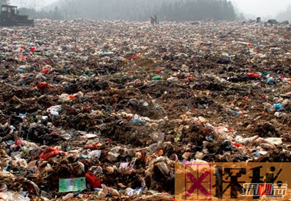 关于乱丢垃圾的危害：数百万动物死亡的罪魁祸首