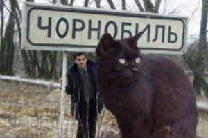 乌克兰巨猫angie，核辐射造就的世界第一巨猫(PS作品)