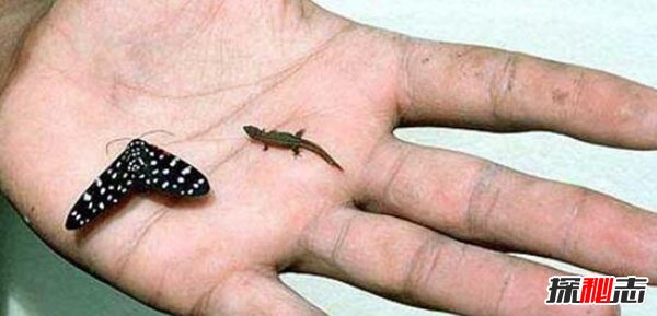 雅拉瓜壁虎：世界最小蜥蜴身长仅1.6厘米比指甲盖小