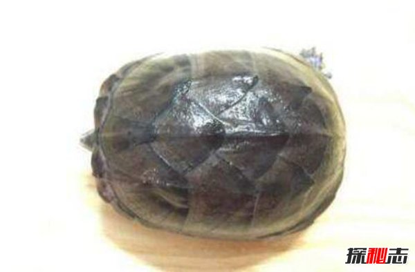 世界上最小的龟：迷你麝香龟不及手掌大（5厘米）