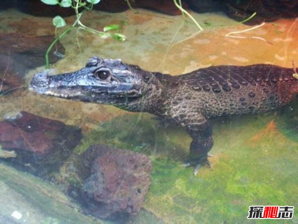 世界上最小的鳄鱼，非洲侏儒鳄,体长1.5米可作宠物（温顺胆小）