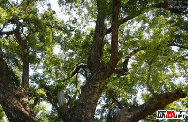 中国十大珍贵树种，第2香气特别第4中国特有仅剩3株