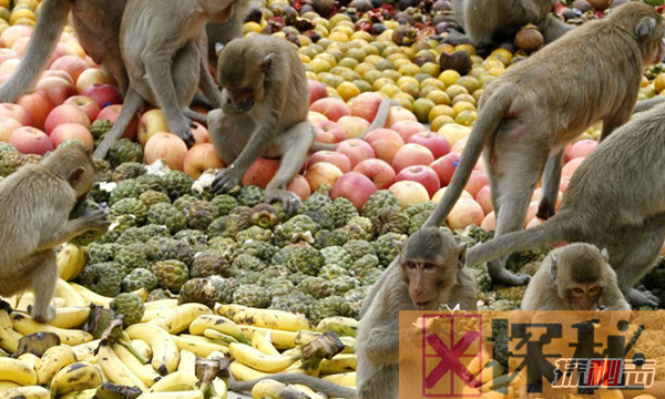 世界各地奇异节日：猴子也能享受自助餐(4千公斤)
