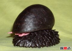 世上壳最硬的蜗牛：鳞角腹足蜗牛子弹都不怕（自带盔甲）