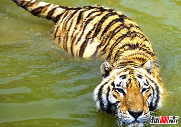 世界上最大的老虎：体长3米体重350千克（不到500头）