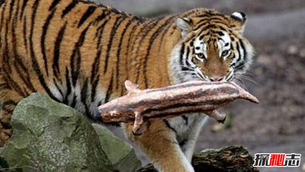 世界上最大的老虎：体长3米体重350千克（不到500头）