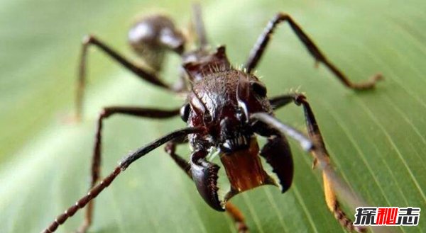 世界十大最毒昆虫，第一身边常见易危害生命（极不起眼）