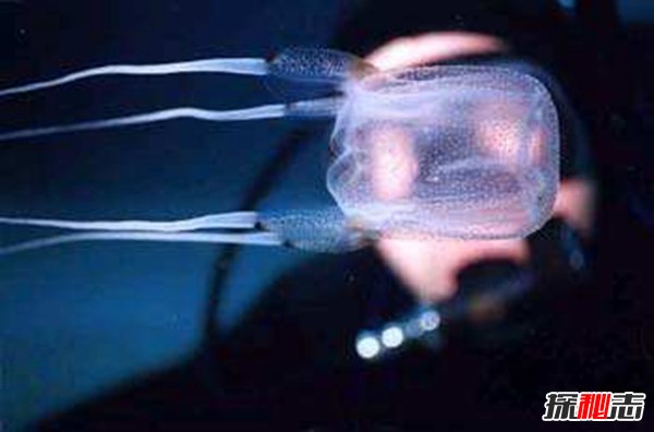 世界毒王澳洲方水母有多毒？澳洲方水母的天敌是谁