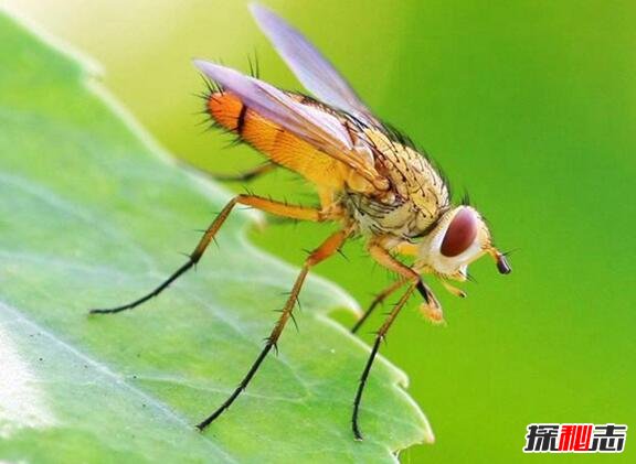 世界十大最毒昆虫，第一身边常见易危害生命（极不起眼）