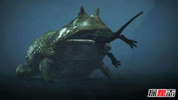 世界上最大的青蛙：非洲巨蛙重3千克长30厘米（婴儿大小）